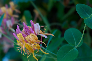 CHEVREFEUILLE | LUXURY SOAP